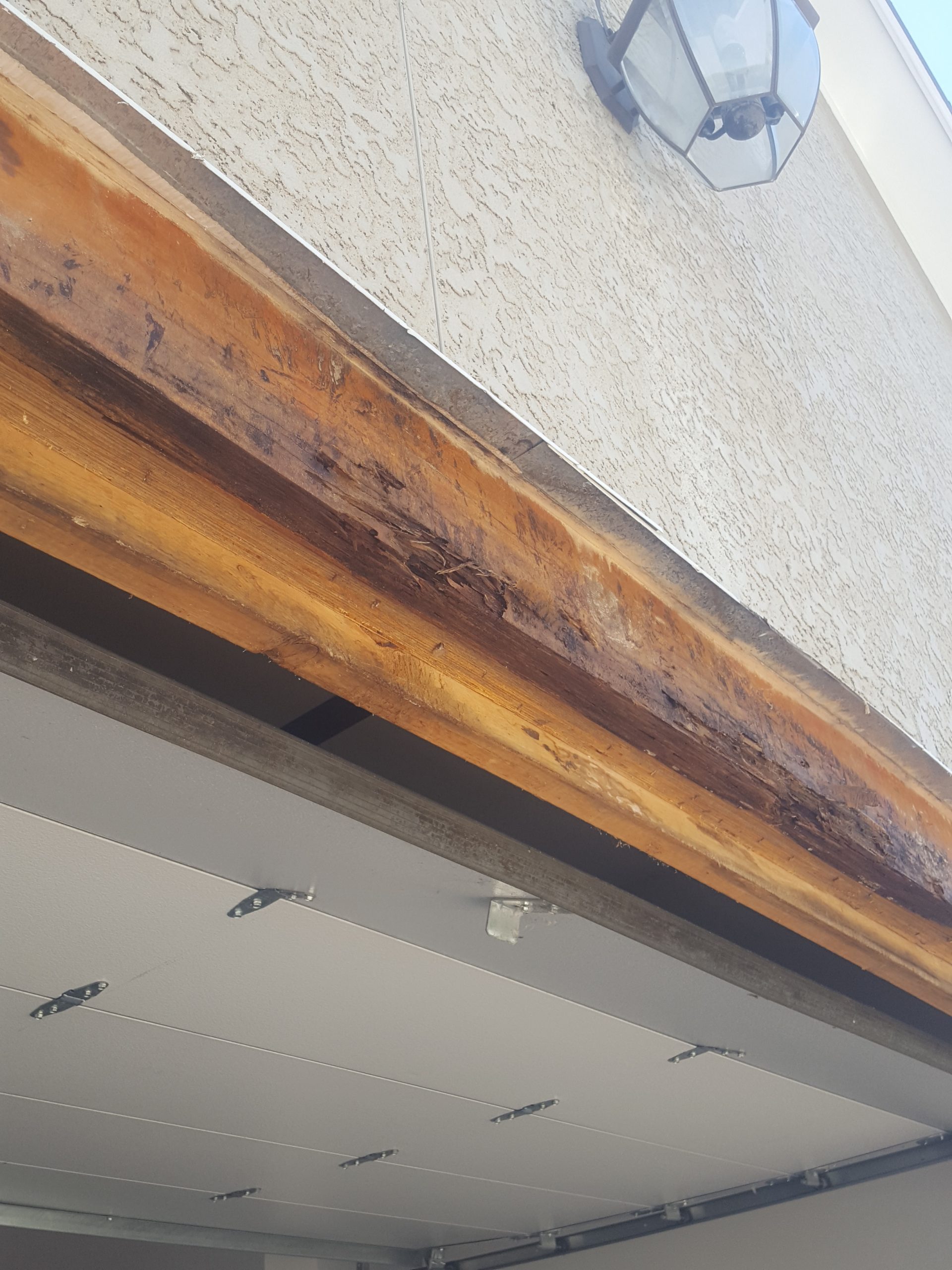 Wood Rot