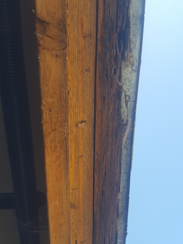 Wood Rot